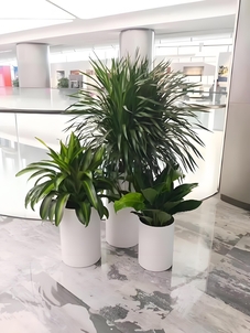 “超赞！宁波花木出租，服务一流超贴心验